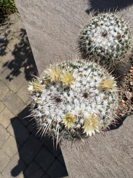 Mammillaria parkinsonii